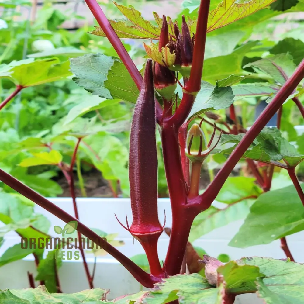 Red Lady's Finger Seeds, Elevate Your Gardening Experience with Vibrant, Nutritious Harvests Seeds for Planting.