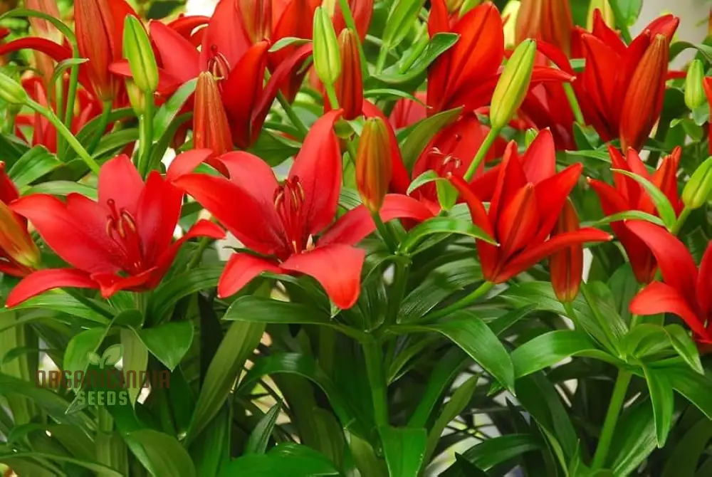 Red Lily Flower Seeds for Planting, Comprehensive Guide to Cultivating Vibrant Lily Blossoms - Image 4