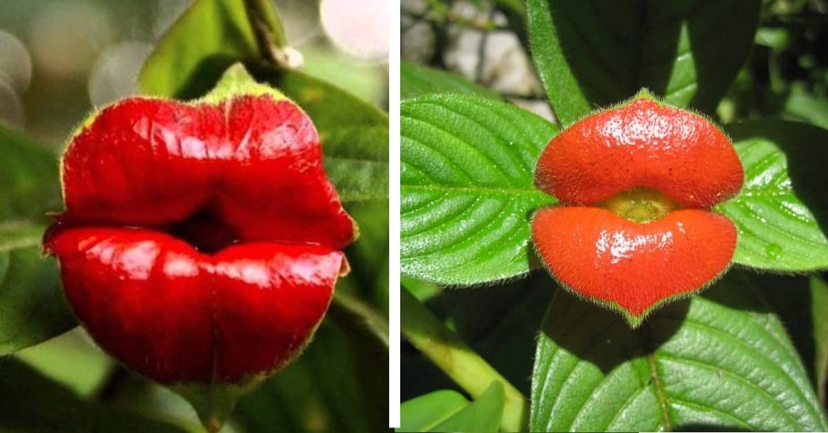 Rare Red Lips Seeds – Exotic Hot Lips Variety for Garden Planting - Image 6