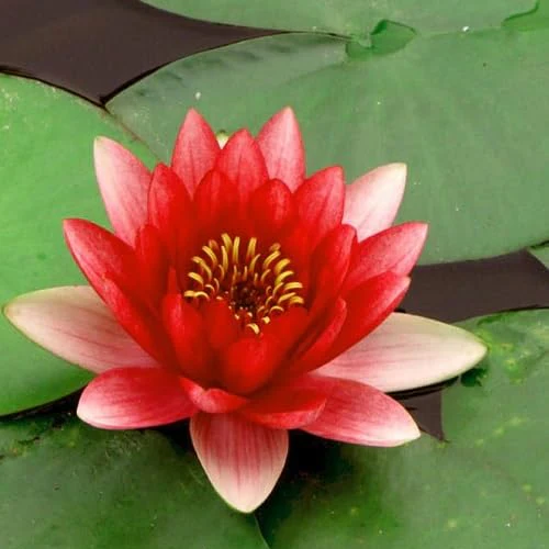 Red Lotus Flower Seeds for Planting - Image 3
