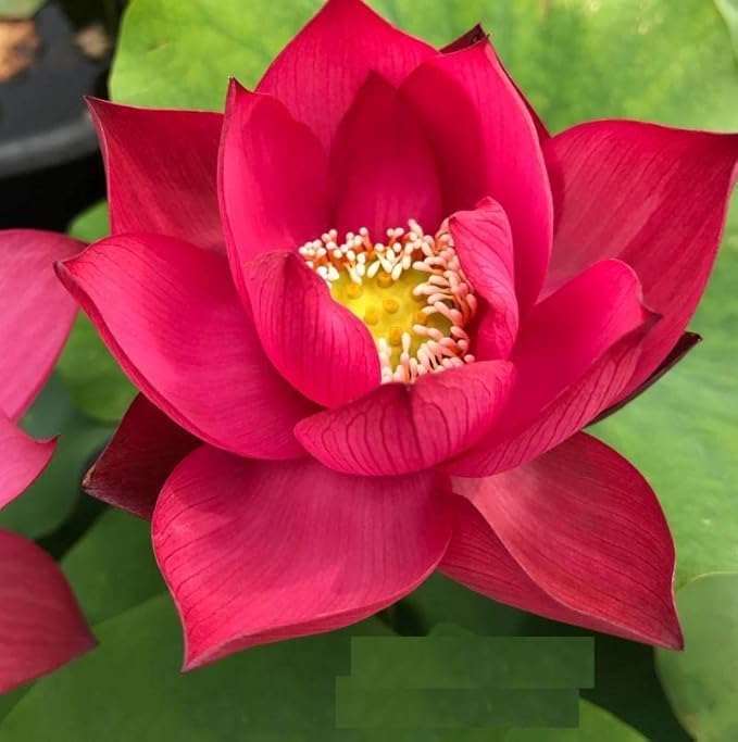 Red Lotus Flower Seeds for Planting - Image 4