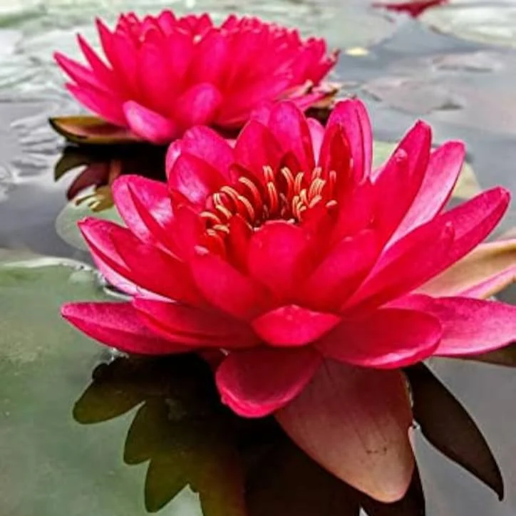 Red Lotus Flower Seeds for Planting - Image 6