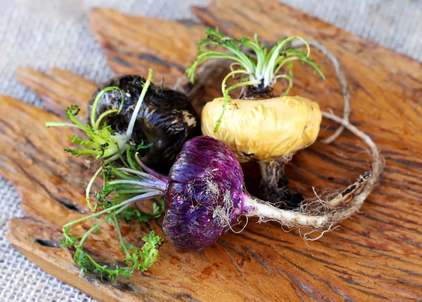 Red MACA Peruvian Ginseng Vegetable Seeds - 50 Pieces - Image 4