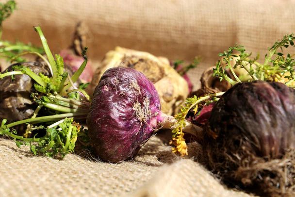 Red MACA Peruvian Ginseng Vegetable Seeds - 50 Pieces - Image 5