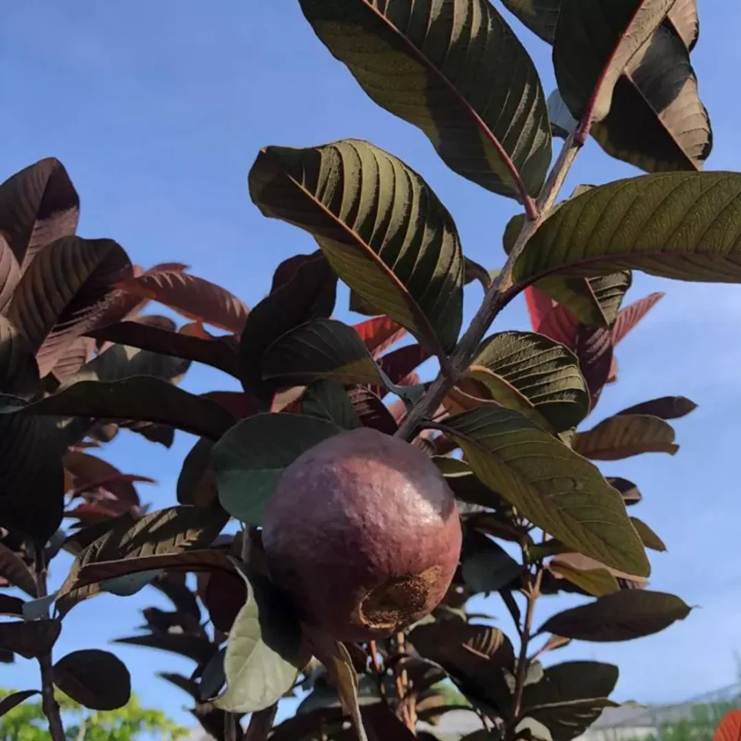 Red Malaysian Guava Seeds – Exotic Red-Fleshed Tropical Fruit for Planting