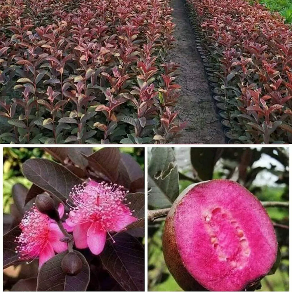 Red Malaysian Guava Seeds – Exotic Red-Fleshed Tropical Fruit for Planting - Image 2