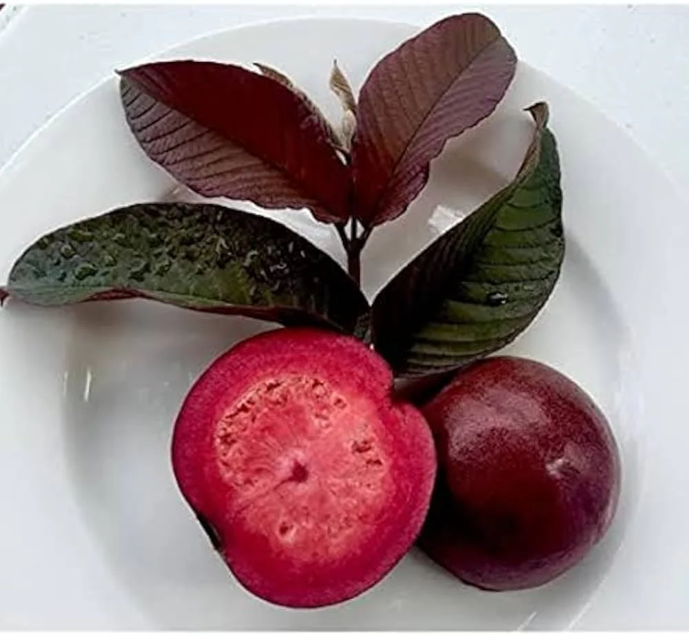 Red Malaysian Guava Seeds – Exotic Red-Fleshed Tropical Fruit for Planting - Image 4