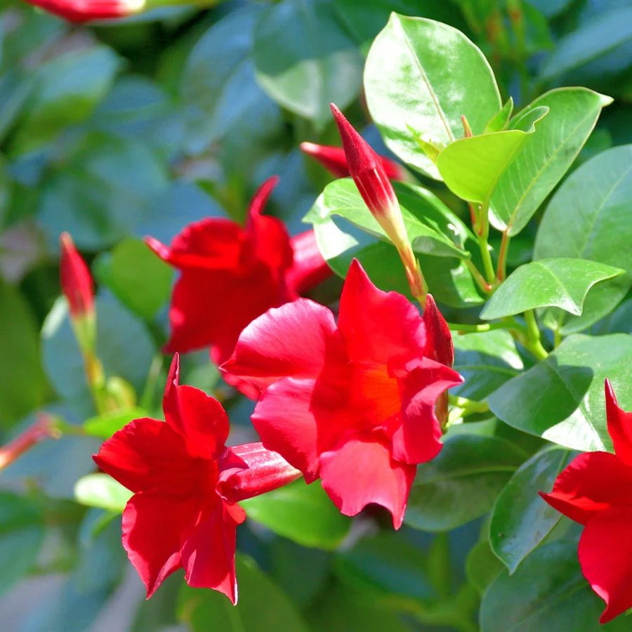 Red Mandevilla Vine Flower Seeds - Tropical Climber, Planting Instructions, Grow Vibrant Red Blooms