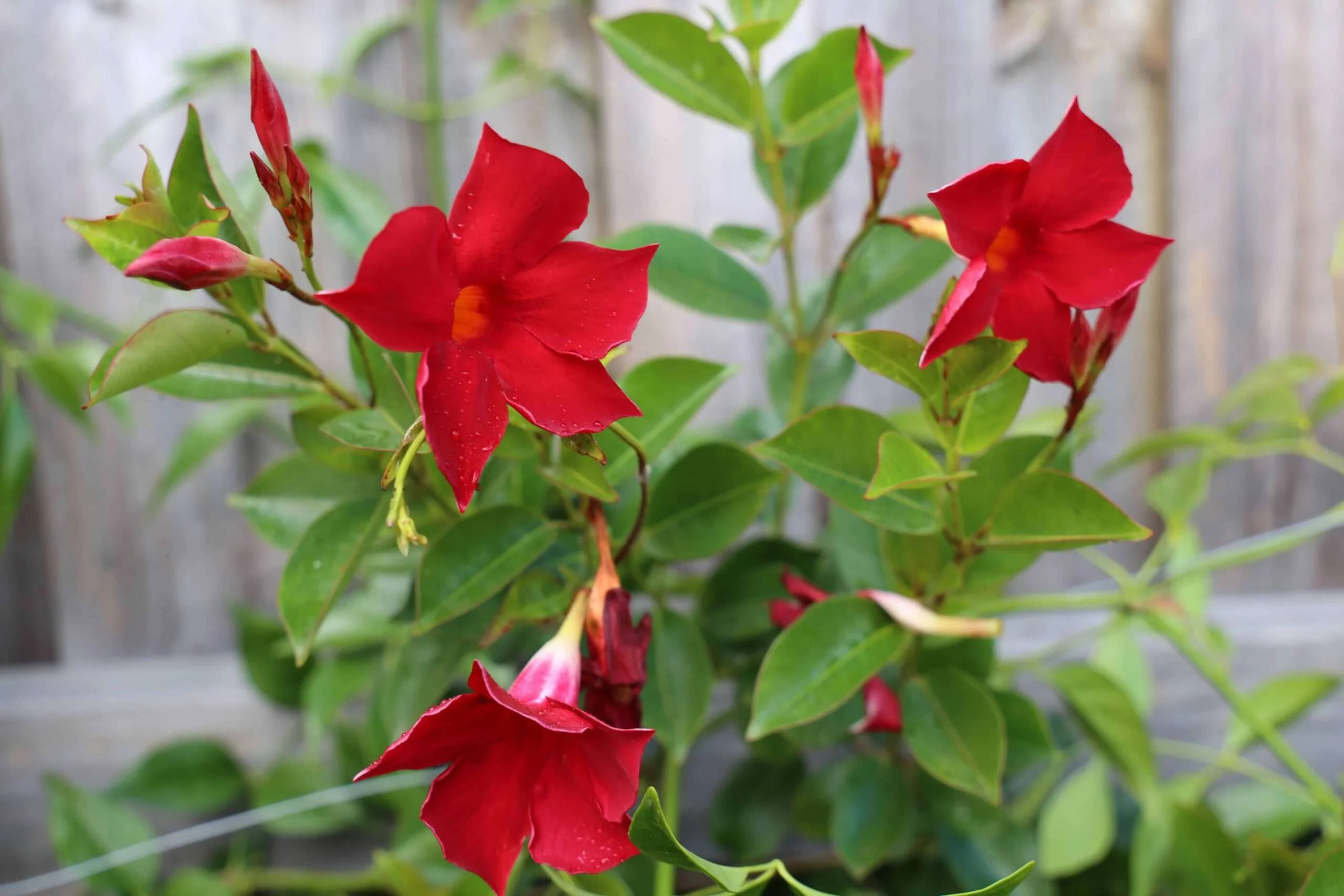 Red Mandevilla Vine Flower Seeds - Tropical Climber, Planting Instructions, Grow Vibrant Red Blooms - Image 3