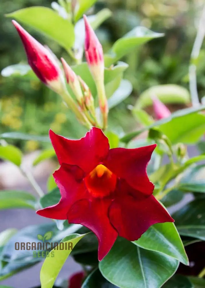 Red Mandevilla Vine Flower Seeds - Tropical Climber, Planting Instructions, Grow Vibrant Red Blooms - Image 4