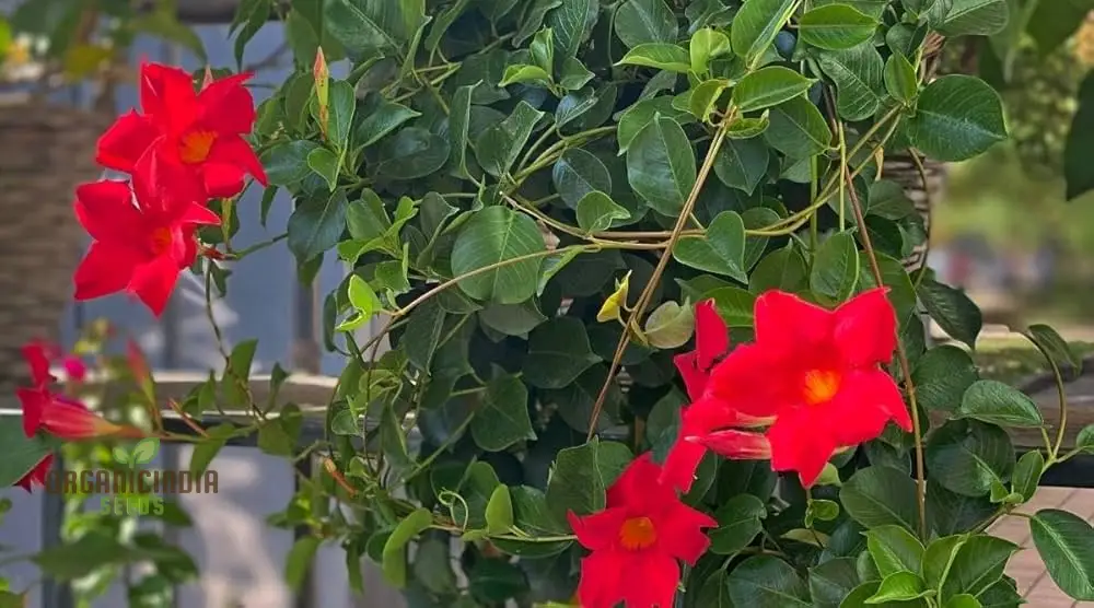 Red Mandevilla Vine Flower Seeds - Tropical Climber, Planting Instructions, Grow Vibrant Red Blooms - Image 5
