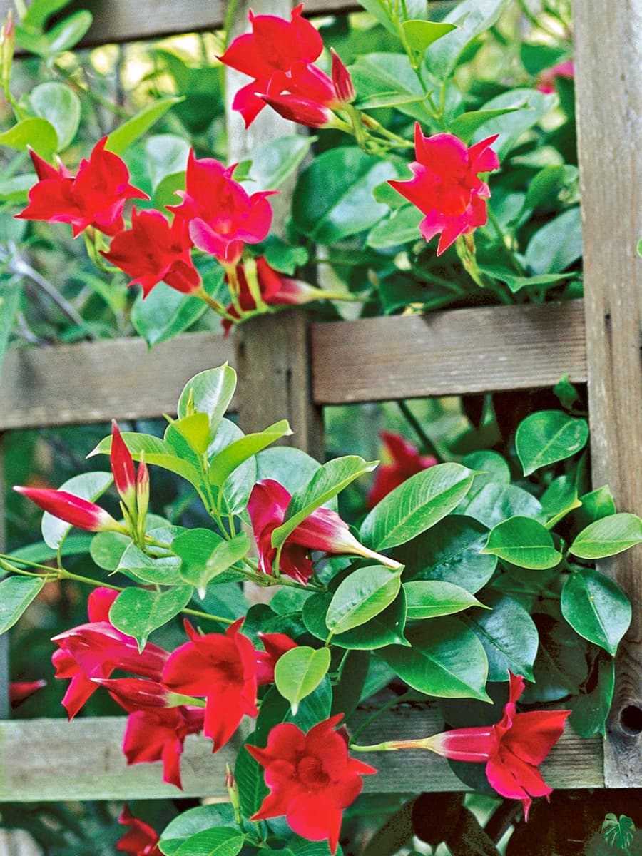 Red Mandevilla Vine Flower Seeds - Tropical Climber, Planting Instructions, Grow Vibrant Red Blooms - Image 6