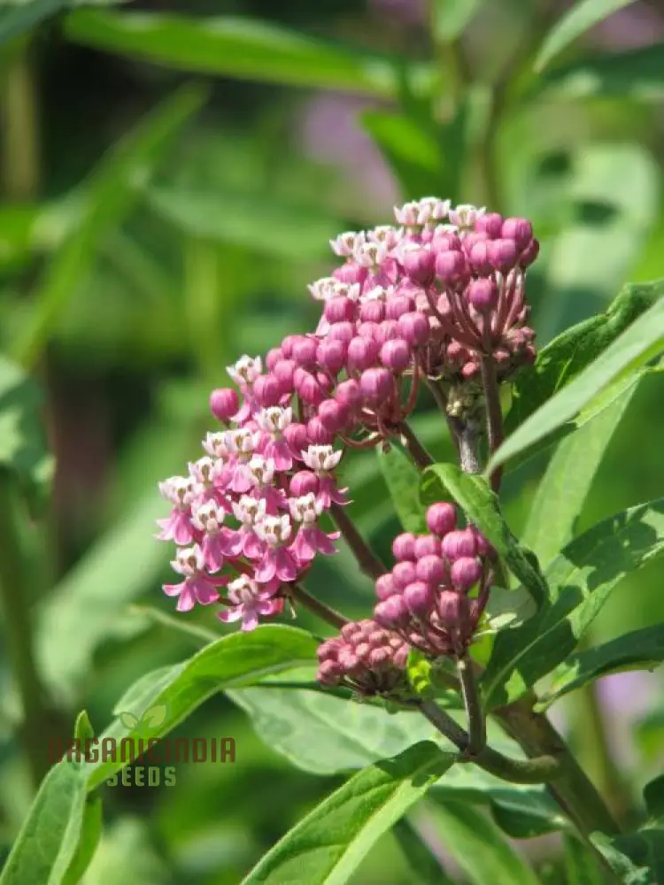 Red Milkweed Flower Seeds, Enhancing Your Garden with Native Beauty and Expert Planting - Image 4