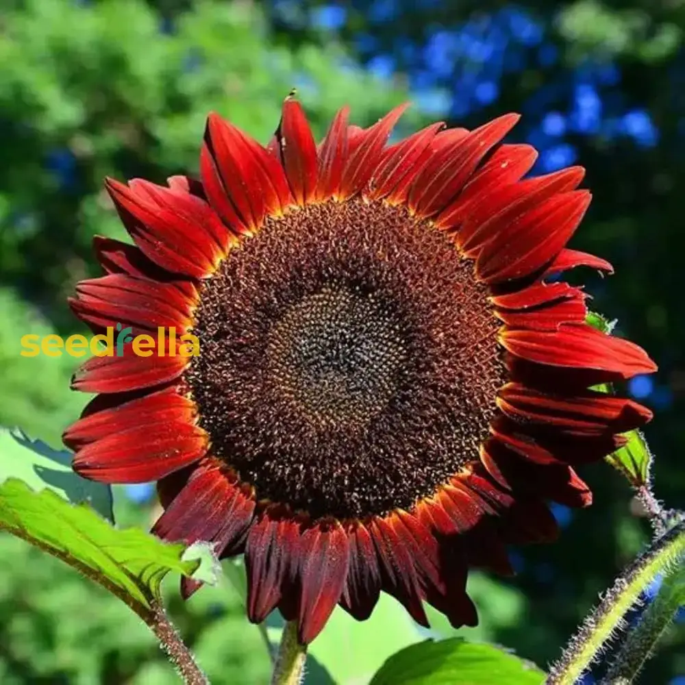 Red Mini Sunflower Seeds – Compact Garden Variety for Vibrant Blooms - Image 3