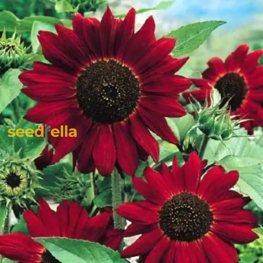 Red Mini Sunflower Seeds – Compact Garden Variety for Vibrant Blooms - Image 4