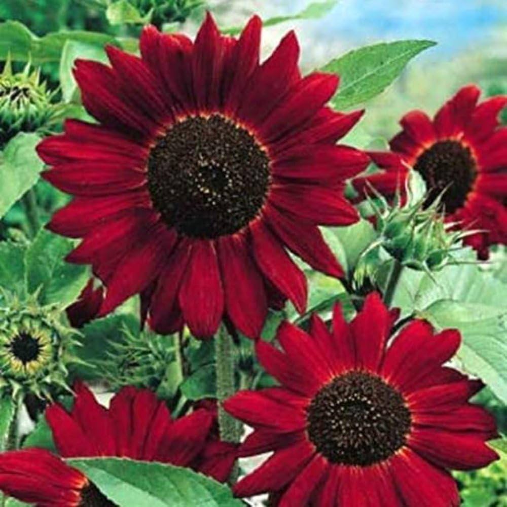 Red Mini Sunflower Seeds – Compact Garden Variety for Vibrant Blooms - Image 6