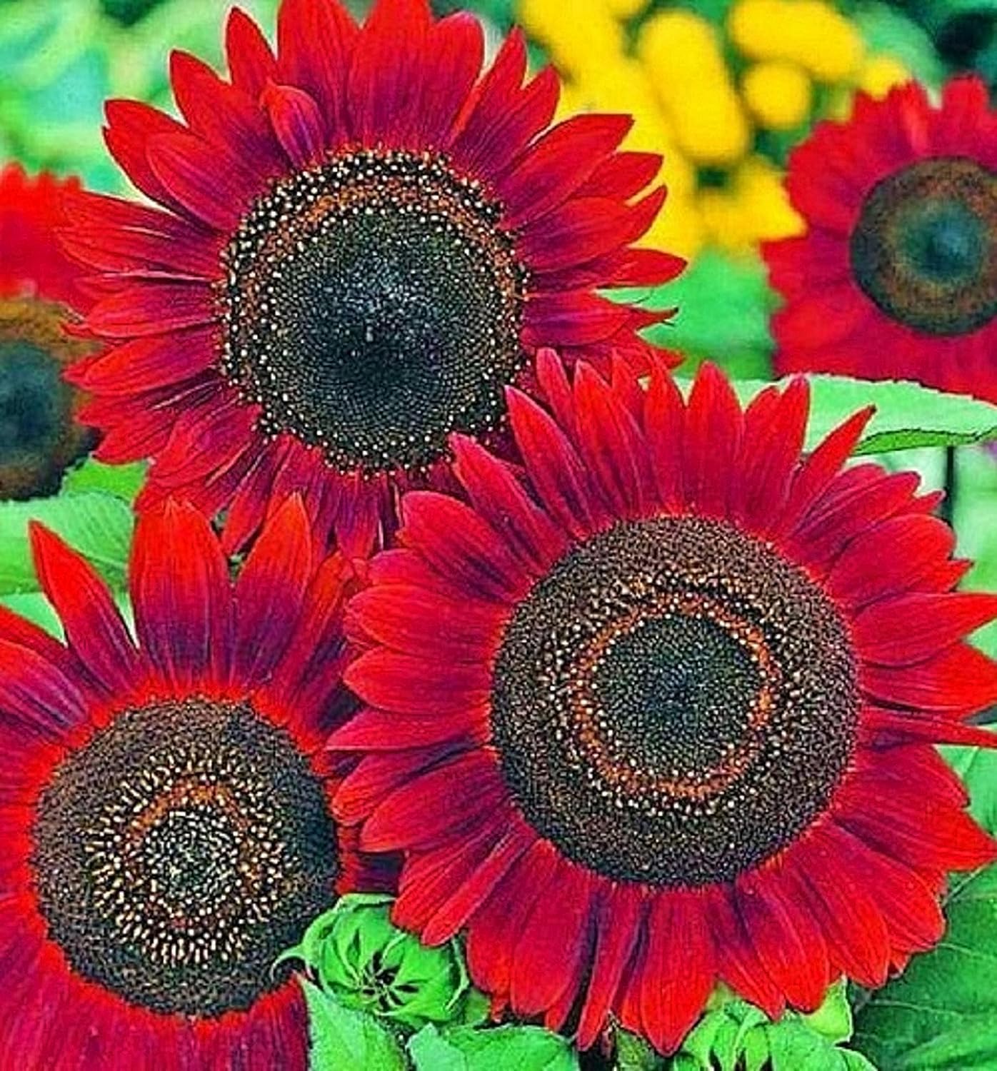Red Mini Sunflower Seeds – Compact Garden Variety for Vibrant Blooms - Image 7
