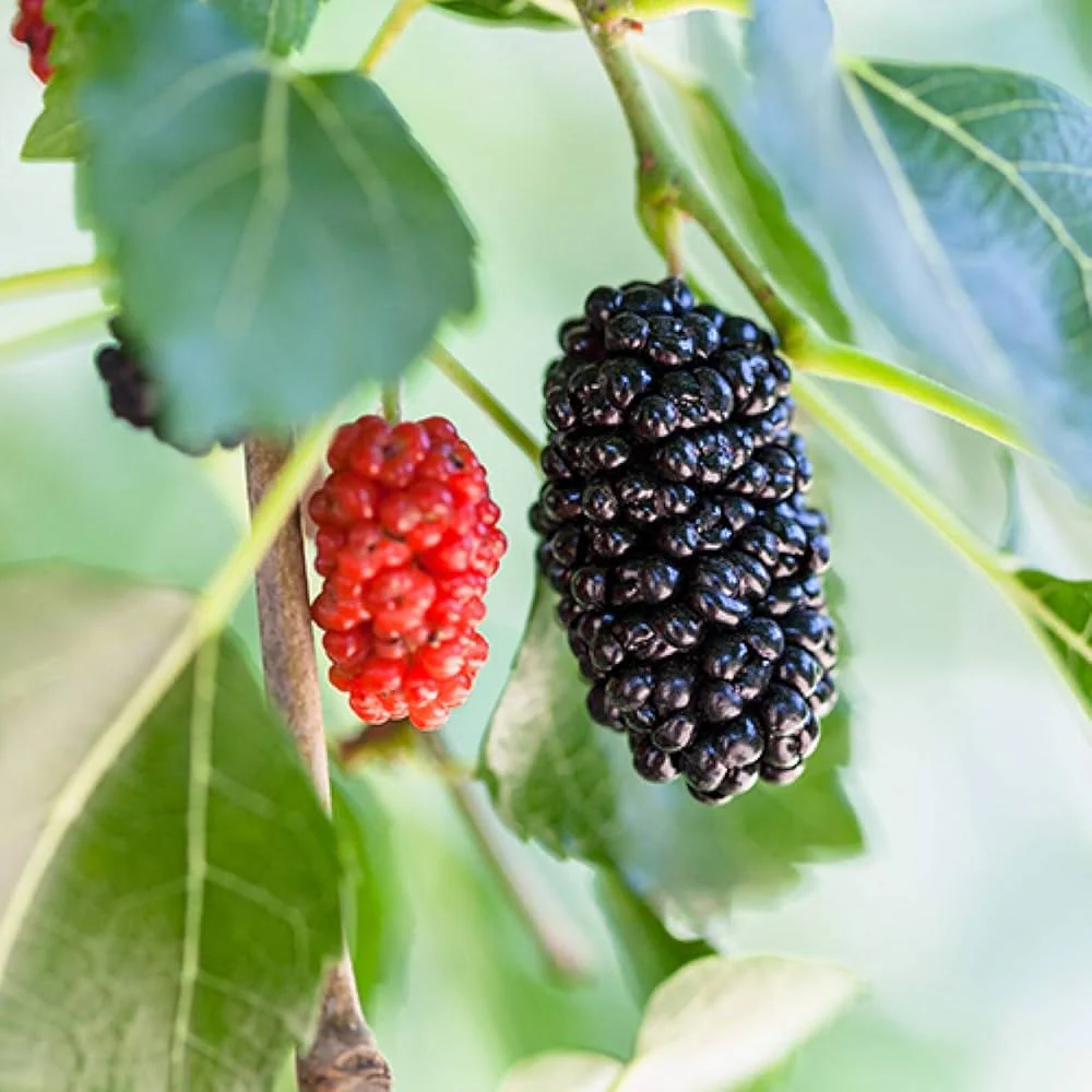 Red Mulberry Tree Seeds