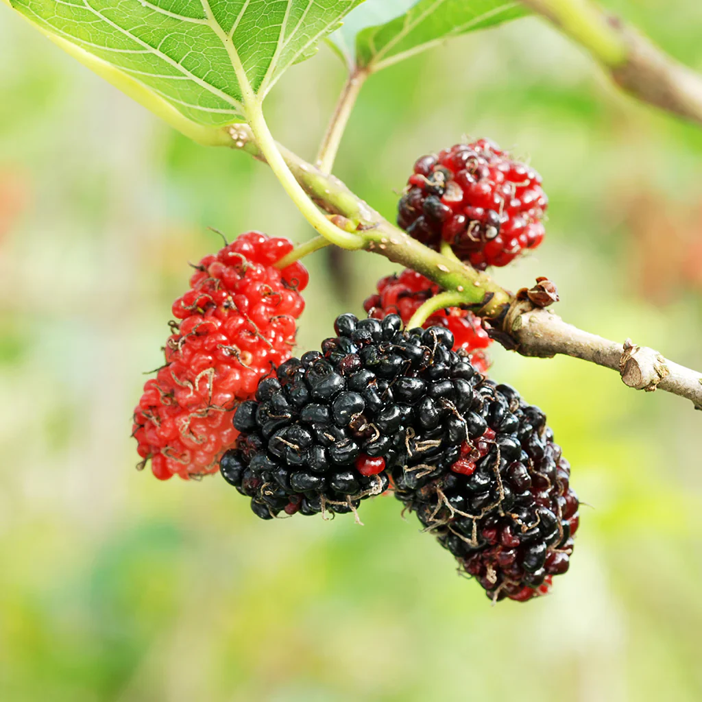 Red Mulberry Tree (Morus rubra) – Seeds - Image 3