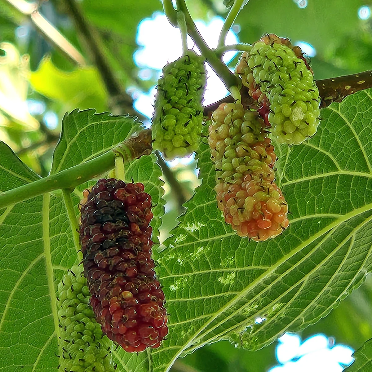 Red Mulberry Tree (Morus rubra) – Seeds - Image 4