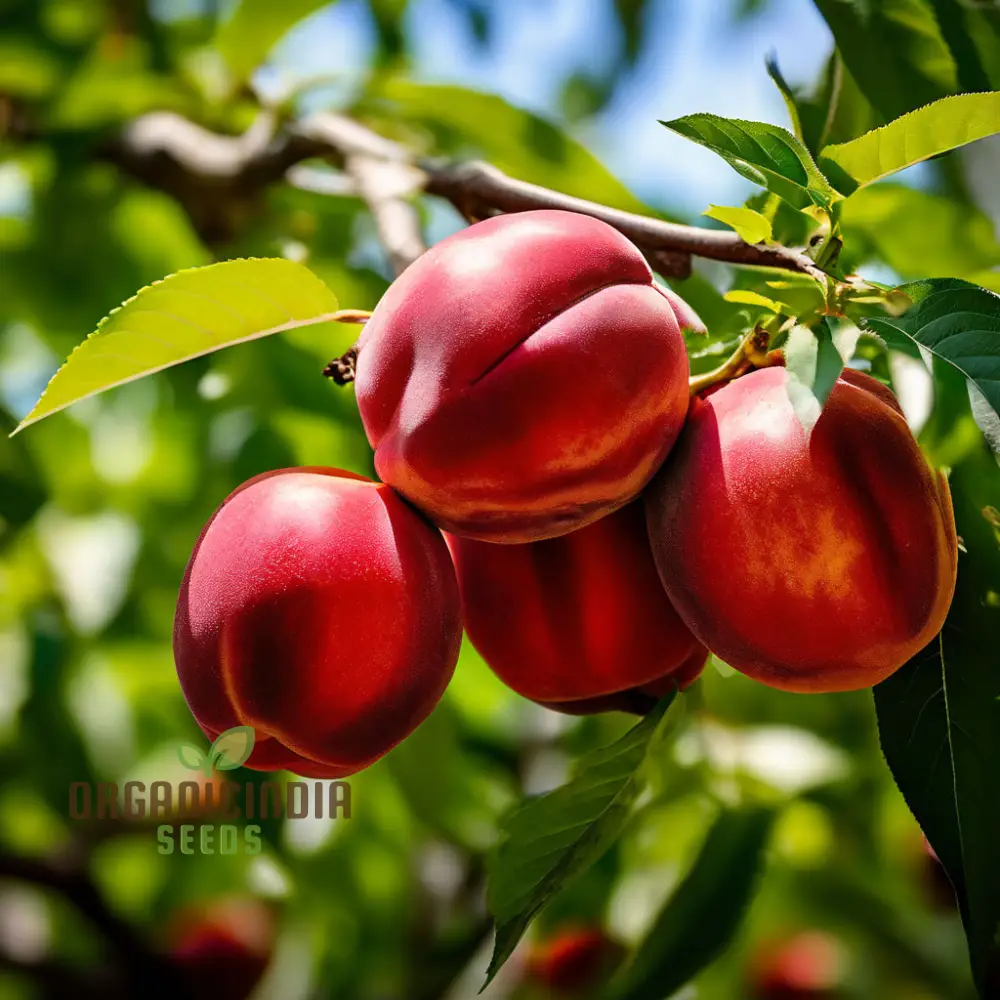 Red Nectarine Fruit Seeds for Planting, Cultivate Your Garden with Fresh and Flavorful Fruit Seeds