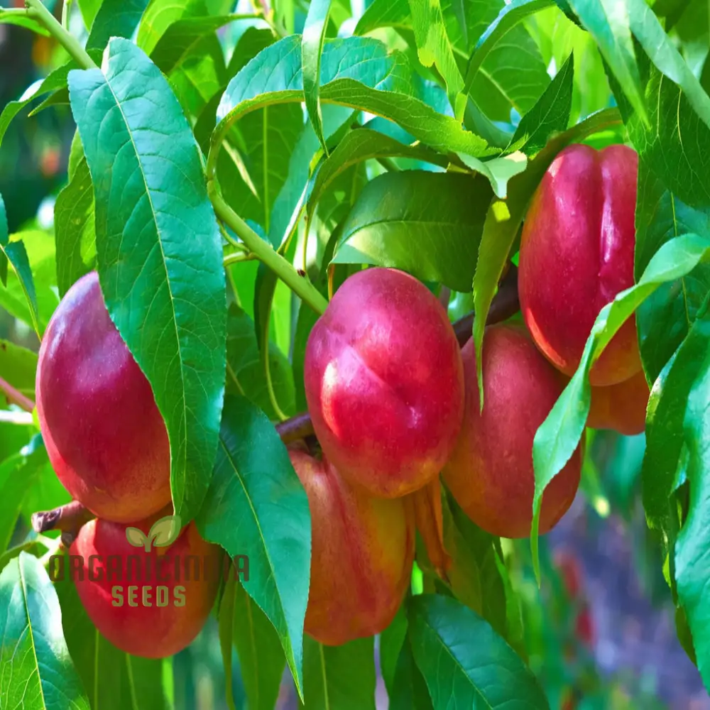 Red Nectarine Fruit Seeds for Planting, Cultivate Your Garden with Fresh and Flavorful Fruit Seeds - Image 3