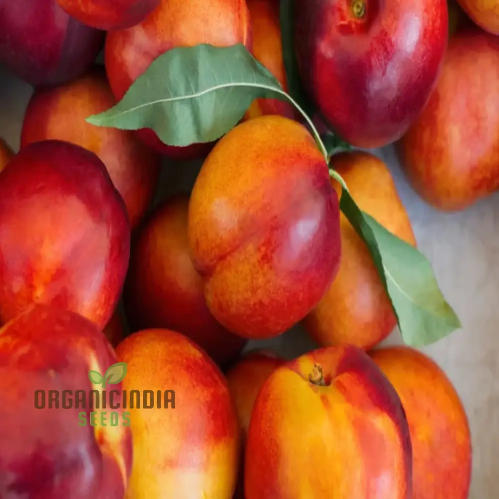 Red Nectarine Fruit Seeds for Planting, Cultivate Your Garden with Fresh and Flavorful Fruit Seeds - Image 4