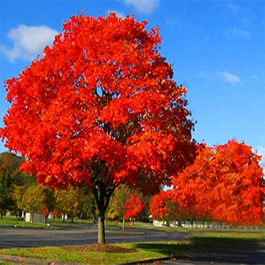 Red Oak Tree Seeds for Planting