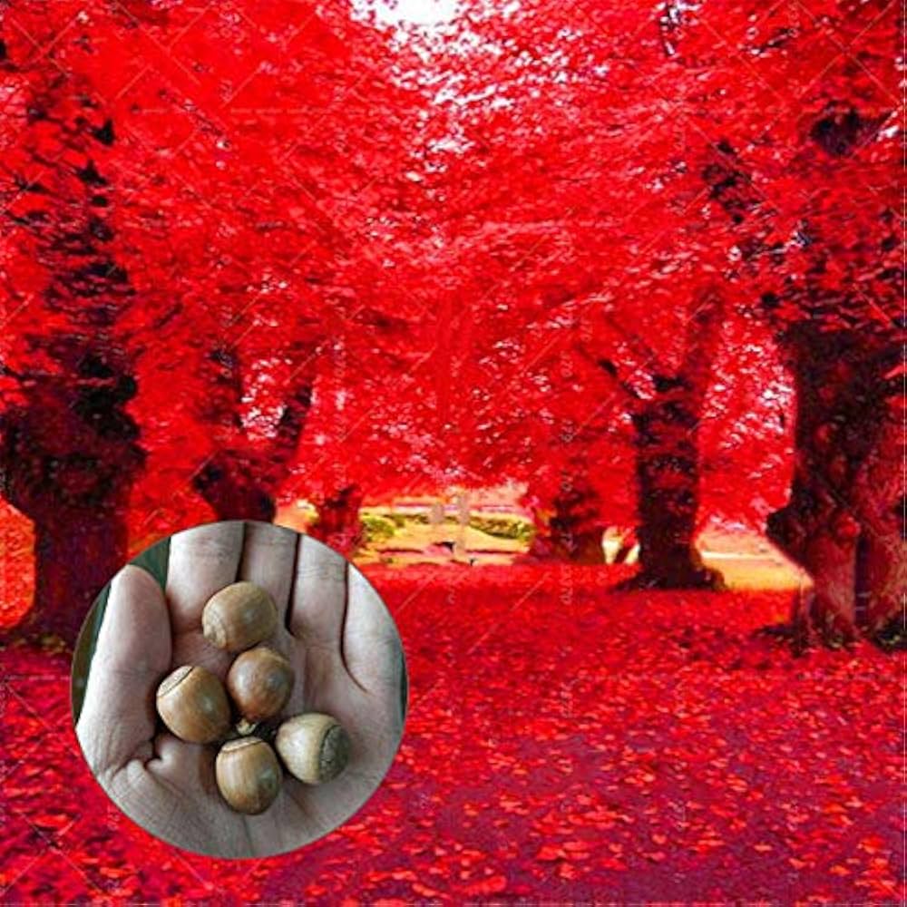 Red Oak Tree Seeds for Planting - Image 2
