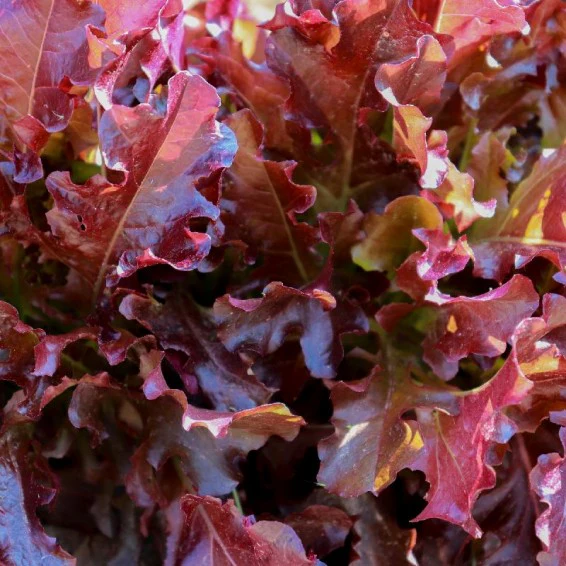 Red Oakleaf Lettuce Seeds – Fresh & Nutritious, Ideal for Home Gardens - Image 2