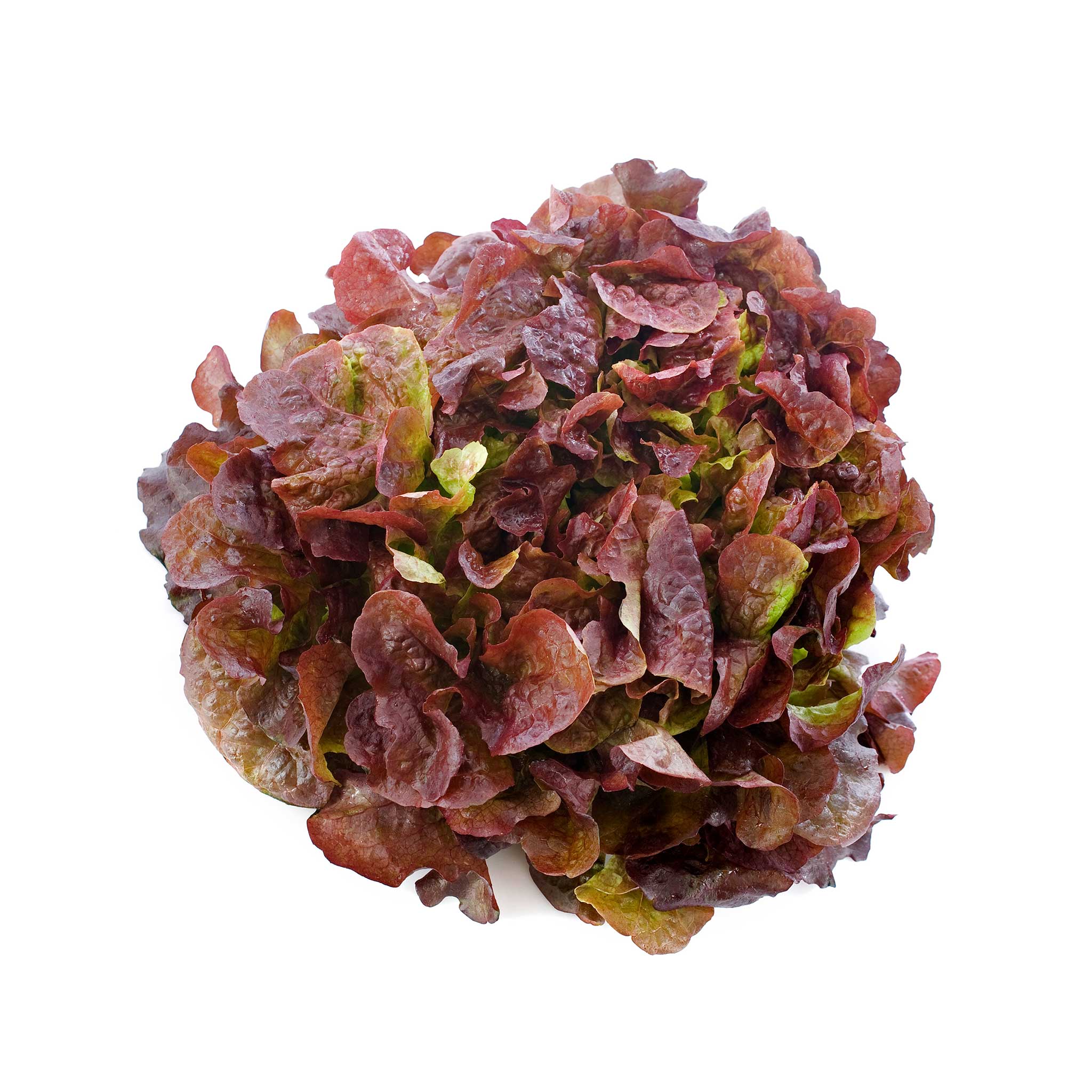 Red Oakleaf Lettuce Seeds – Fresh & Nutritious, Ideal for Home Gardens - Image 3
