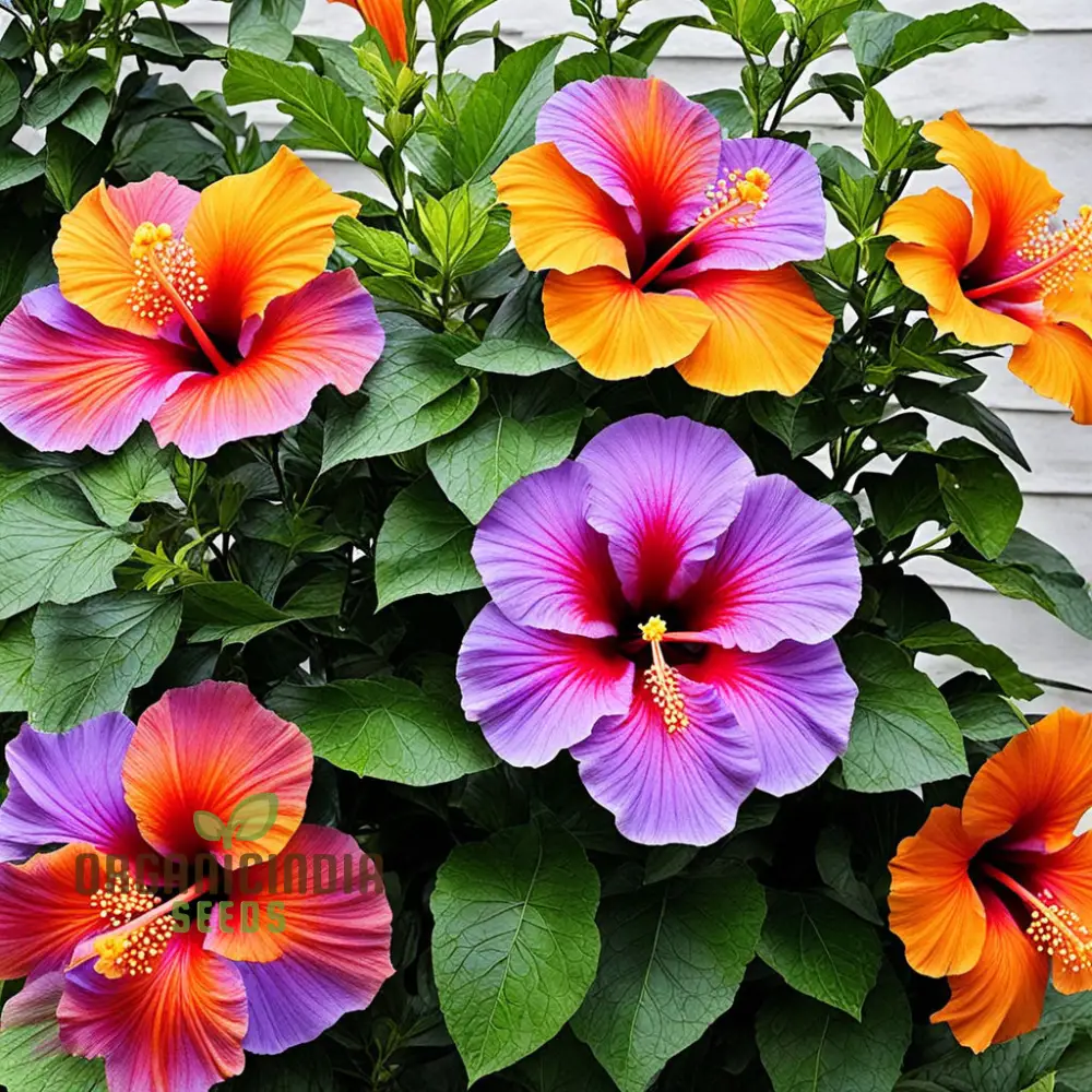 Red Orange Purple Hibiscus Seeds, Stunning Multicolored Blooms for Tropical Gardens