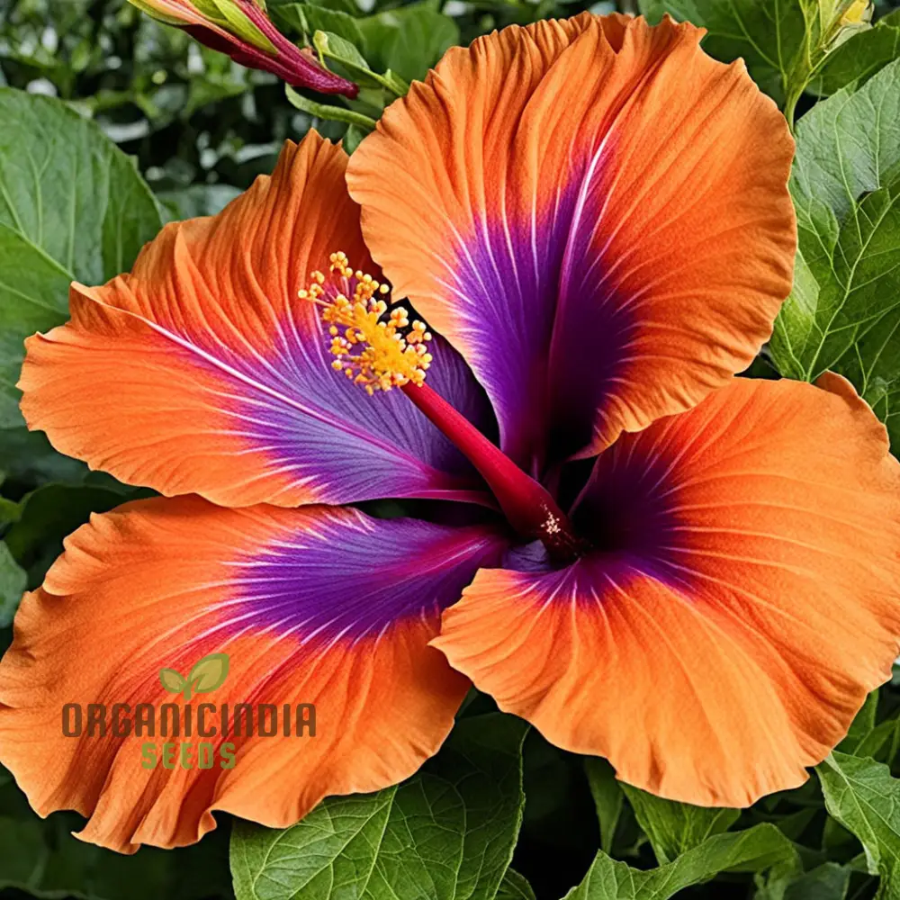 Red Orange Purple Hibiscus Seeds, Stunning Multicolored Blooms for Tropical Gardens - Image 3