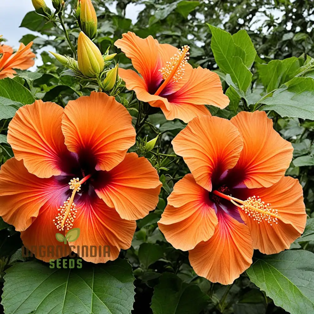 Red Orange Purple Hibiscus Seeds, Stunning Multicolored Blooms for Tropical Gardens - Image 4
