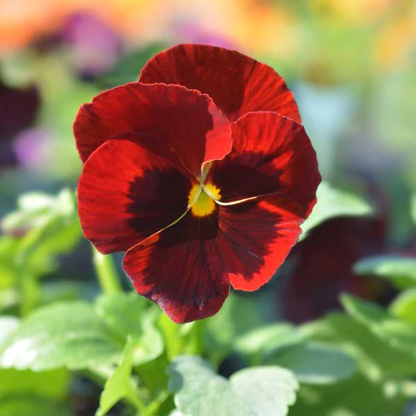 Red Pansy Flower Seeds , Bold Vibrant Blooms, Easy to Grow, Non-GMO