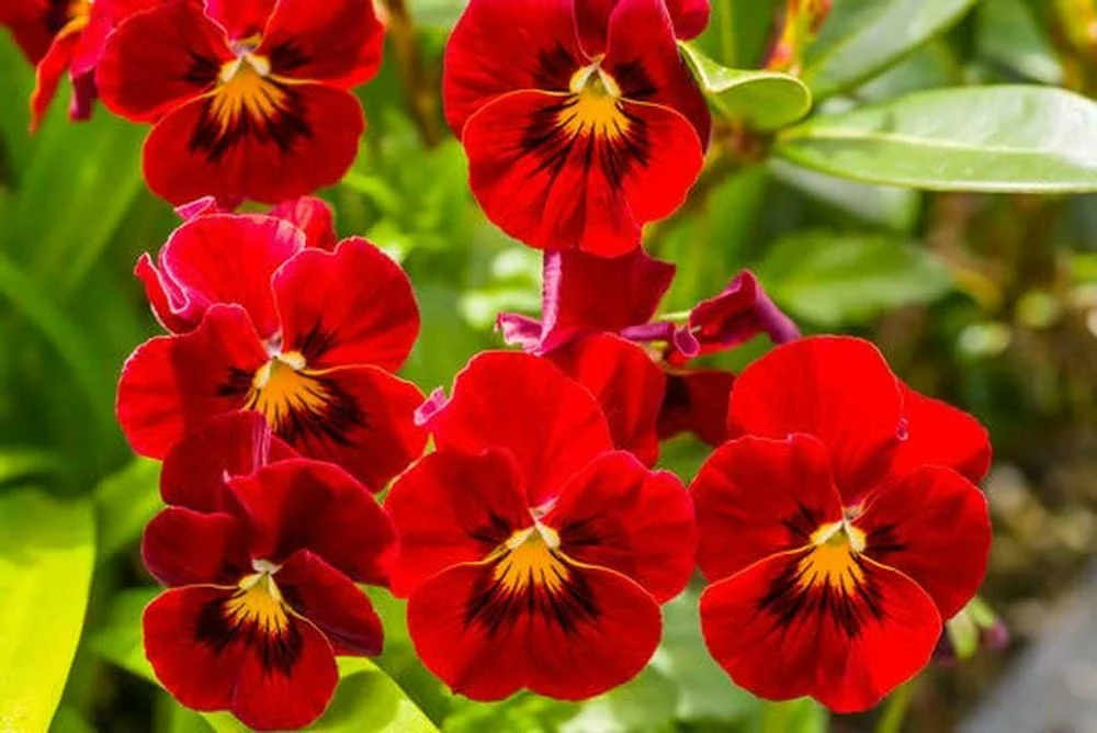 Red Pansy Flower Seeds , Bold Vibrant Blooms, Easy to Grow, Non-GMO - Image 3