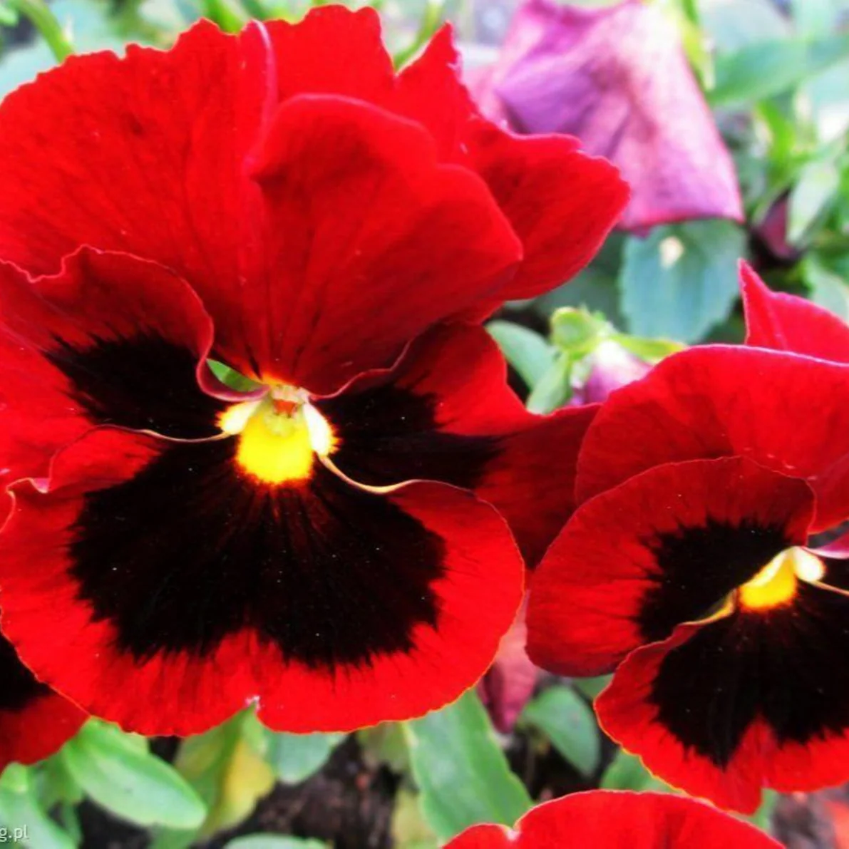 Red Pansy Seeds with Face for Planting - Image 3