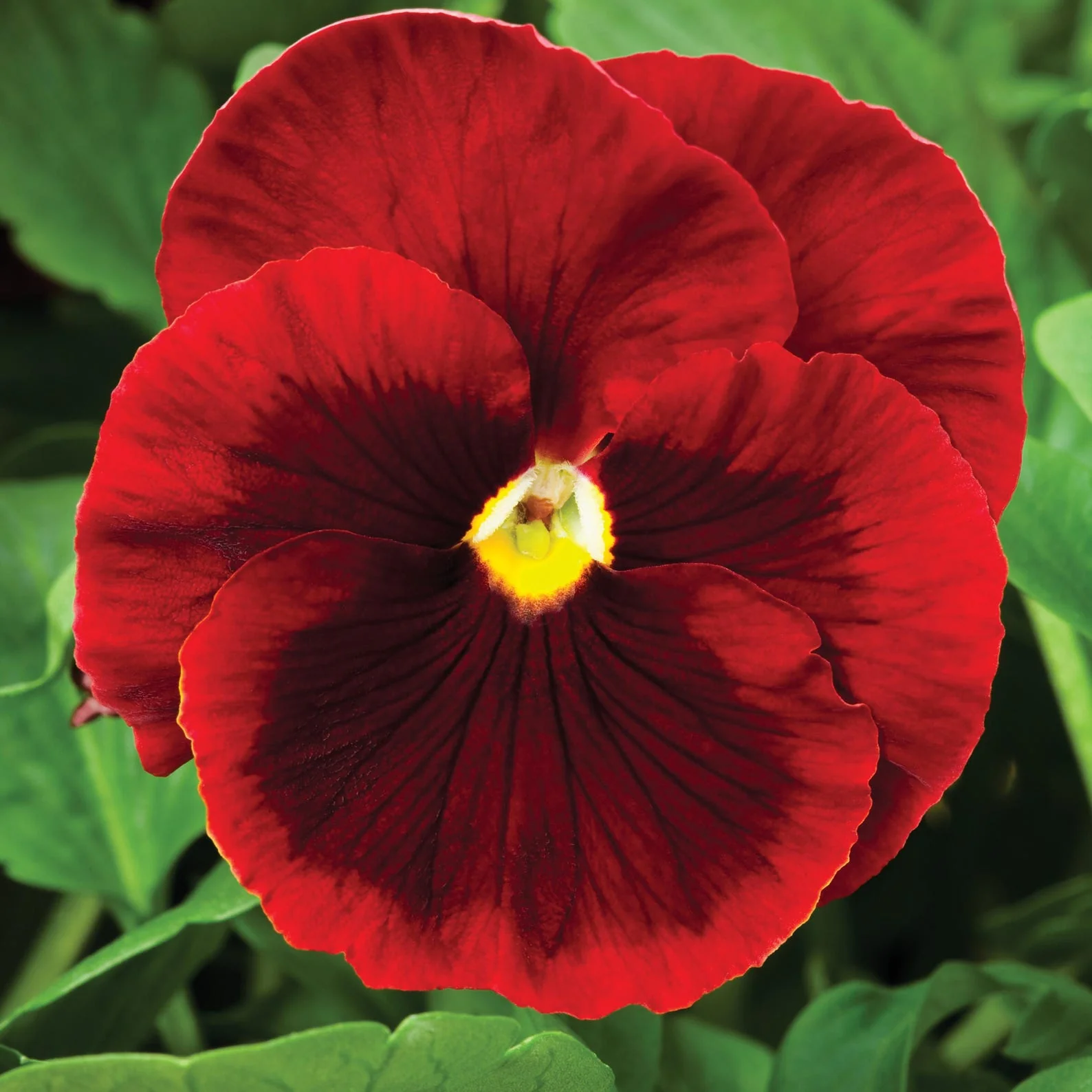 Red Pansy Seeds with Face for Planting - Image 4