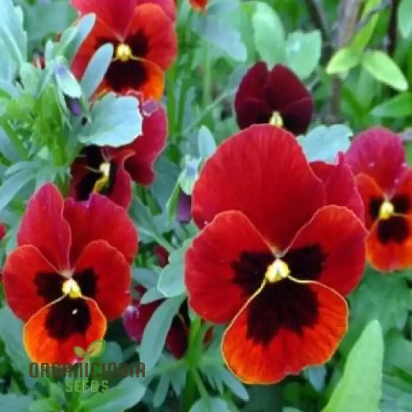 Red Pansy Seeds with Face for Planting - Image 5