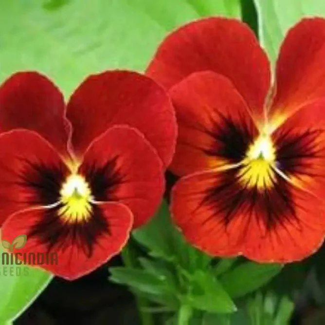 Red Pansy Seeds with Face for Planting - Image 6