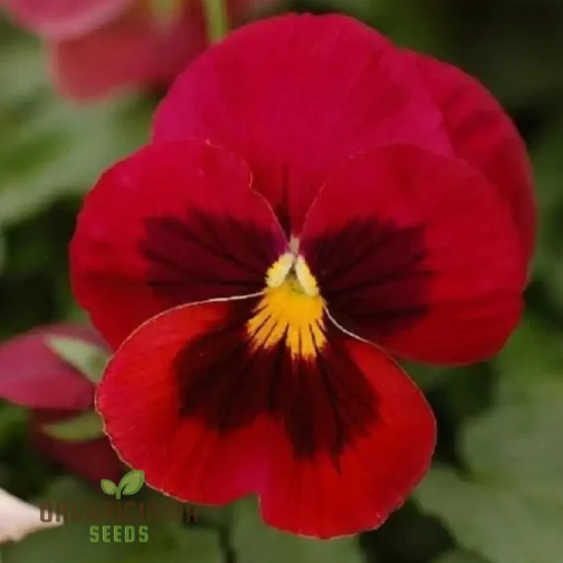 Red Pansy Seeds with Face for Planting - Image 7