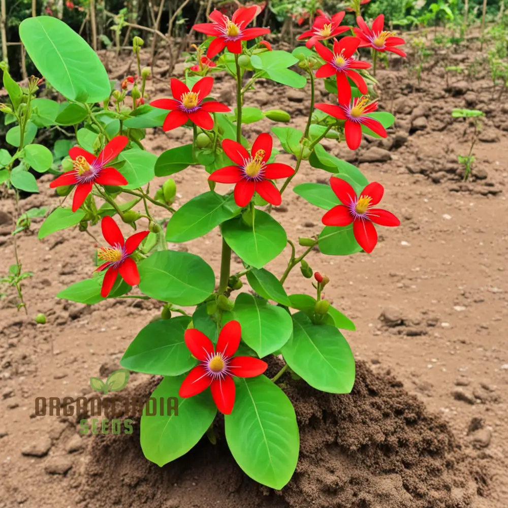 Cultivate Abundance, Grow Your Own Bounty with Chayote Flower Seeds for Vibrant Plantings