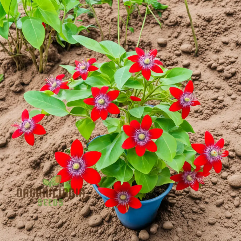 Cultivate Abundance, Grow Your Own Bounty with Chayote Flower Seeds for Vibrant Plantings - Image 3