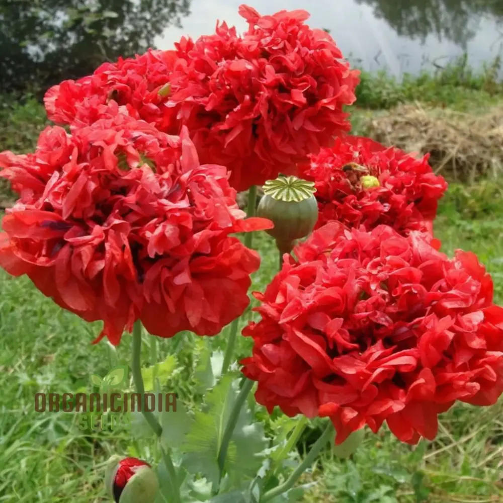 Red Peony Flower Seeds, Transform Your Garden with Stunning Blossoms, Ideal for Planting and Gardening Enthusiasts