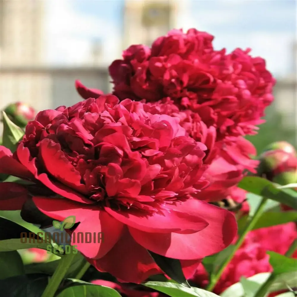 Red Peony Flower Seeds, Transform Your Garden with Stunning Blossoms, Ideal for Planting and Gardening Enthusiasts - Image 3