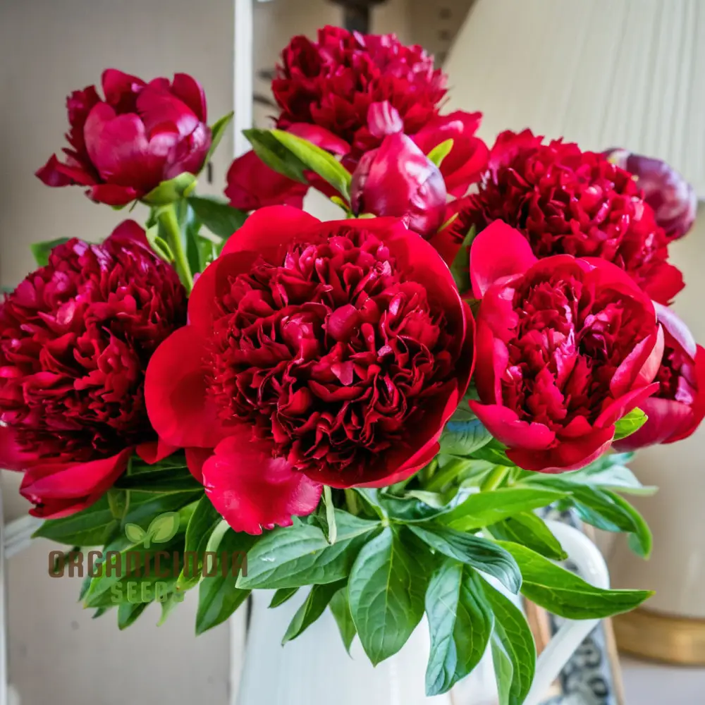 Red Peony Flower Seeds, Transform Your Garden with Stunning Blossoms, Ideal for Planting and Gardening Enthusiasts - Image 4