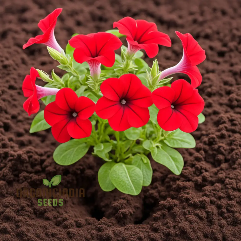 Red Petunia Flower Seeds, Bold Blooms for Vibrant Garden Displays - Premium Flower Seeds for Planting and Gardening Excellence