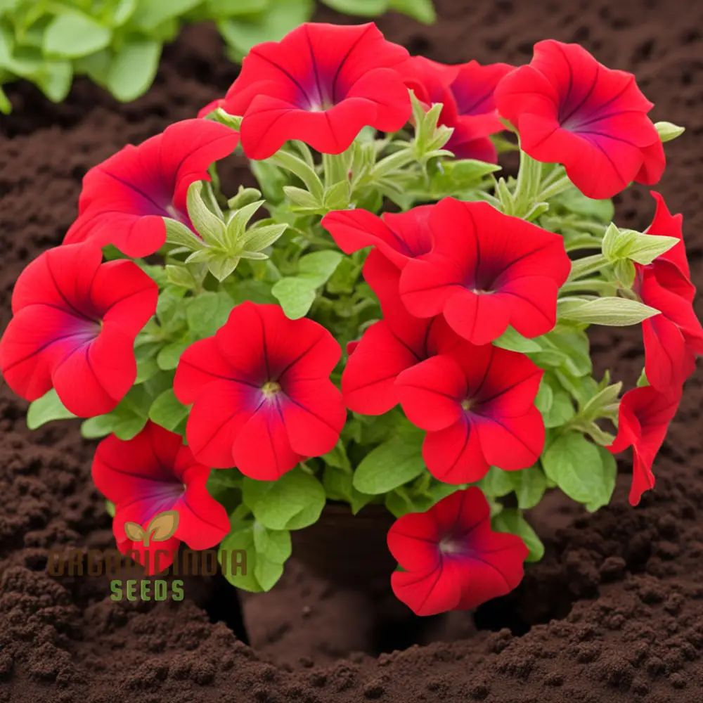 Red Petunia Flower Seeds, Bold Blooms for Vibrant Garden Displays - Premium Flower Seeds for Planting and Gardening Excellence - Image 4