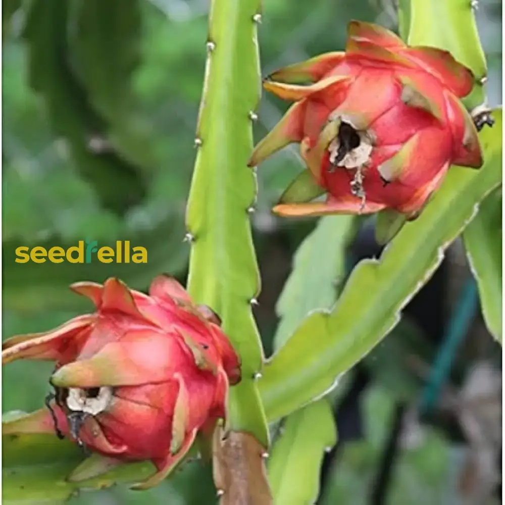 Red Pitaya Fruit Seeds for Easy Planting - Grow Sweet, Vibrant Dragon Fruit at Home