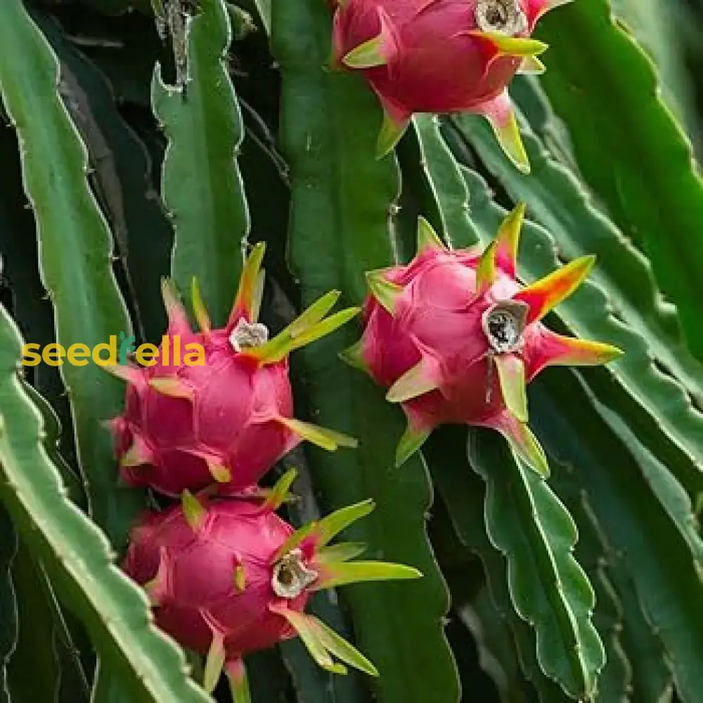 Red Pitaya Fruit Seeds for Easy Planting - Grow Sweet, Vibrant Dragon Fruit at Home - Image 4